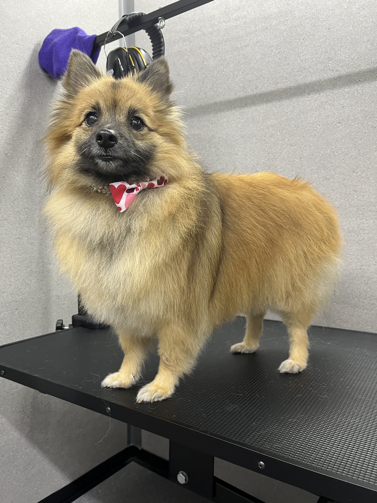 A Pomeranian stood on a grooming table